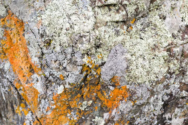 Горизонтальный Вид Сверху Окрашенный Оранжевый Многолетний Натуральный Мох Камне Скалы — стоковое фото
