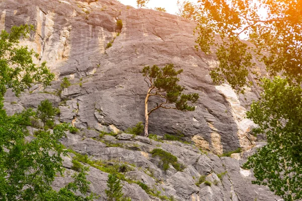 View Top Altai Mountains Siberia Plants One Tree Rock River — Stock Photo, Image