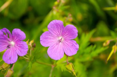Açelya mor pembe üzerinde yakın mesafeden üzerinden görüntülemek