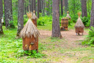 An ancient apiary with artificial hives made of straw and tree bark, standing in the forest among the tall green trees in the mountains of the Altai clipart