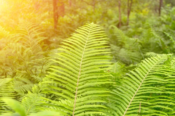 Close View Bushes Bright Green Fern Sunny Fresh Summer Day — Stock Photo, Image