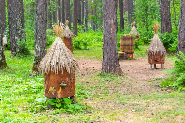 Ancient Apiary Artificial Hives Made Straw Tree Bark Standing Forest — Stock Photo, Image