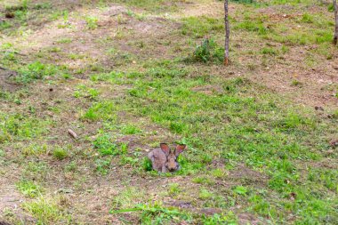 Yeşil çimenlerin üzerinde oturan ve yiyecek yumuşak kürklü bir parlak güneşli yaz veya sonbahar günü üzerinde Çiğneme büyük yükseltilmiş kulakları ile fotoğraf makinesine benzeyen bir yetişkin gri Tavşan yakından görmek