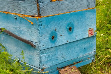 Bir arı kovanı yeşil otlar ve ağaçlar bir yaz günü için bal polen getirerek arıları ile arasında bir alanda bir kutu şeklinde bir ahşap büyük bir mavi kovanına girişinden Close-up