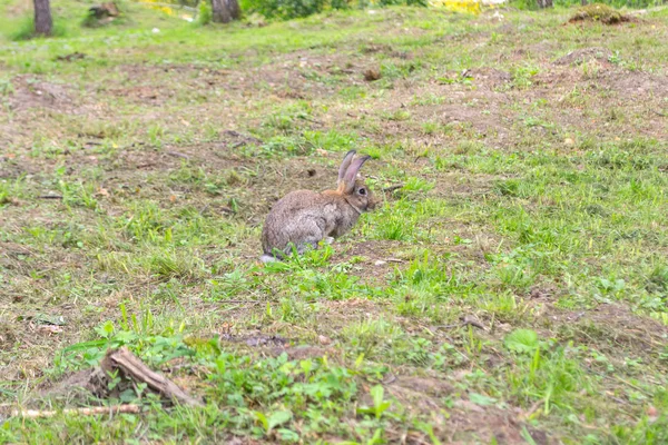 Närbild Vuxen Grå Kanin Med Stora Öron Som Sitter Grönt — Stockfoto