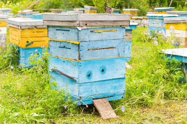 Close-up of a blue hive among a large number of colorful hives made of wood in the form of boxes in an apiary in a field among green grass and trees with bees bringing pollen for honey on a summer day