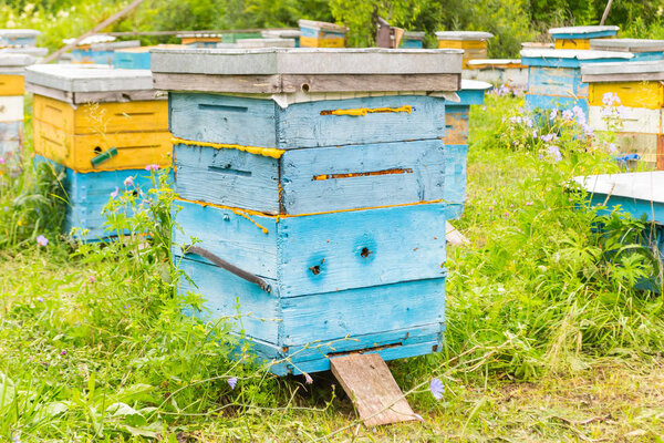 Close-up of a blue hive among a large number of colorful hives made of wood in the form of boxes in an apiary in a field among green grass and trees with bees bringing pollen for honey on a summer day