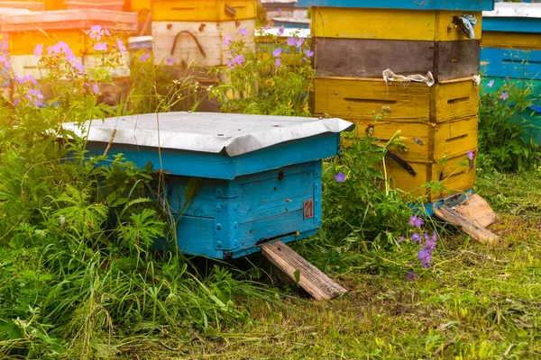 Close-up of a blue small hive among a large number of colorful hives made of wood in the form of boxes in an apiary in a field among green grass with bees bringing pollen for honey on a summer day