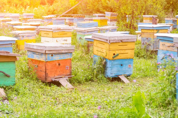 A large number of colorful hives made of wood in the form of boxes on an apiary in a field among green grass with bees bringing pollen for honey on a summer sunny day in the mountains of Altai