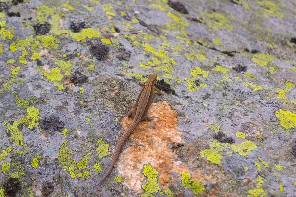 Lizard Brun Grå Gul Med Svans Kryper Gömmer Sig Strukturella — Stockfoto