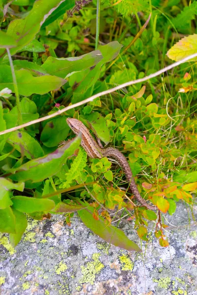 Lizard Brun Grå Gul Med Svans Kryper Gömmer Sig Bush — Stockfoto