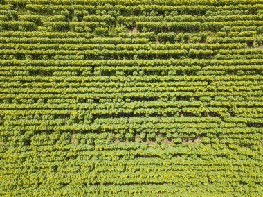 Büyük renkli alanın yeşil renk sarı yaprakları ve glade satırlarda düzenlenen tohum ile olgunlaşmış ayçiçeği havadan görünümü. Çok renkli Doğa Sonbahar ve yaz