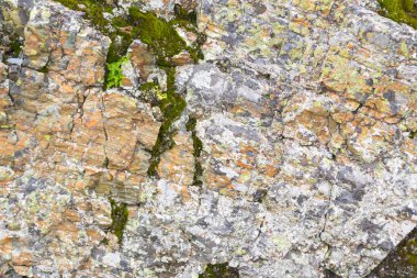 Yeşil ve beyaz çok yıllık doğal yosun kaya bir taş üzerinde arka plan doku Altay Dağları taştan bir gri kahverengi taştan renkli