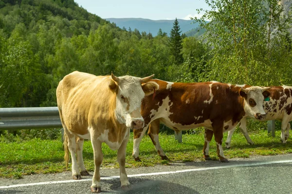 Tres Vacas Marrones Pie Pie Camino Gris Asfalto Con Una — Foto de Stock