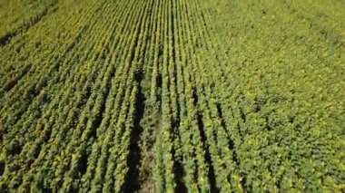 Büyük renkli alanın yeşil renk sarı yaprakları ve glade satırlarda düzenlenen tohum ile olgunlaşmış ayçiçeği yukarıda uçan hava görünümünü. Çok renkli Doğa Sonbahar ve yaz