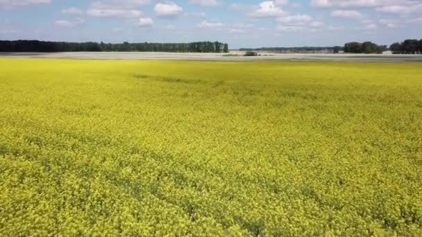 Letecký Pohled Barevné Pole Žlutých Květin Zrající Podzim Pro Sběr — Stock video