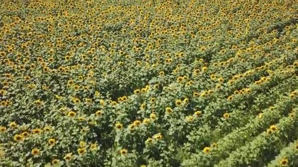 空中的景色 上面有一大片彩色的绿色的向日葵 上面有黄色的花瓣和在空地上排成一行的种子 多彩多姿的自然在秋天和夏天 — 图库视频影像