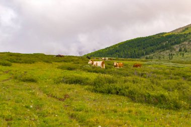 Çok renkli inek sürüsü Altay Dağları ortasında ufukta büyük beyaz bulutlar ile gün güneşli yaz yeşil çayır üzerinde otlatmak