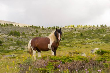 Kayalar ve yeşil çim gri bulutlar ve ağaçlar arka planı beyaz kabarık yele ile dört gözle dağların ortasında kahverengi ve beyaz renk büyük güçlü at standları