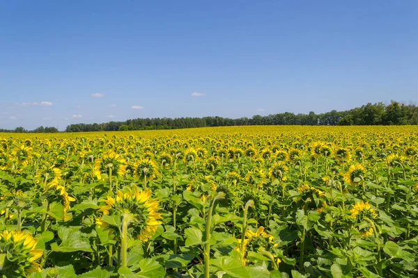 Large Number Ripened Sunflowers Which Turned Backwards Bright Yellow Petals — Stock Photo, Image