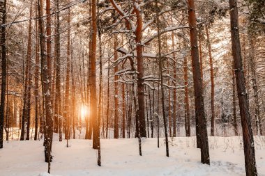 Uzun boylu çam ağaçları ile snowdrifts ve güneş gündoğumu veya günbatımı mayo ile parlayan bir karlı kış gününde bir ormanda çok sayıda arka plan
