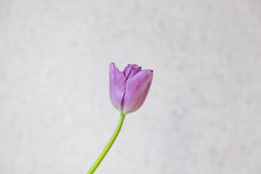 İnce bir yeşil kök ve kapalı bir uzun taze mor lale 