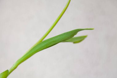 Beyaz bir izole lale yaprakları ile tek bir yeşil çiçek SAP