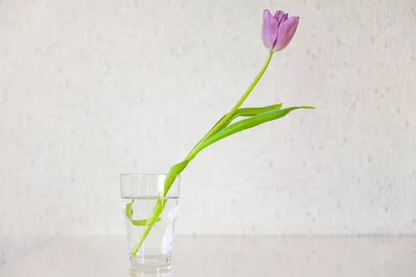 Uma tulipa roxa fresca longa com um caule verde fino e um fechado — Fotografia de Stock