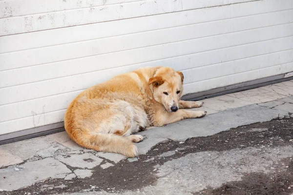 Homeless fluffy yellow dog with a sad look hungry lies waiting f — Stock Photo, Image