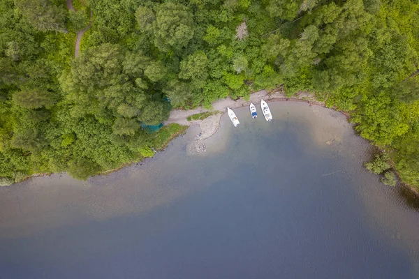 Aerial view of the forest with a lot of green coniferous trees i