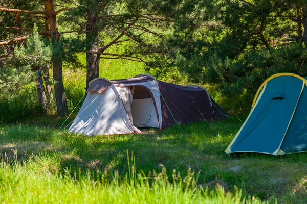 Tent camping in the shade of coniferous green trees on a sunny s