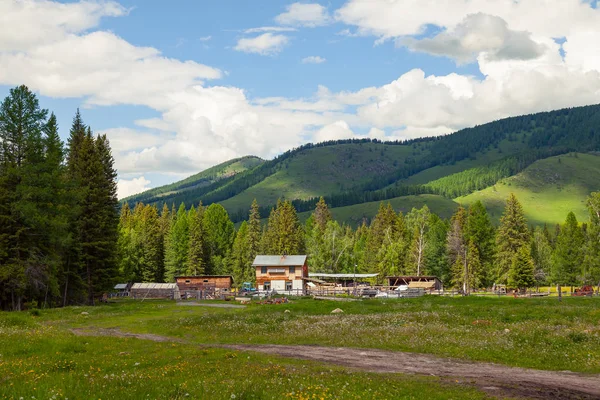 Un lugar pintoresco en las montañas de Altai con árboles verdes y —  Fotos de Stock