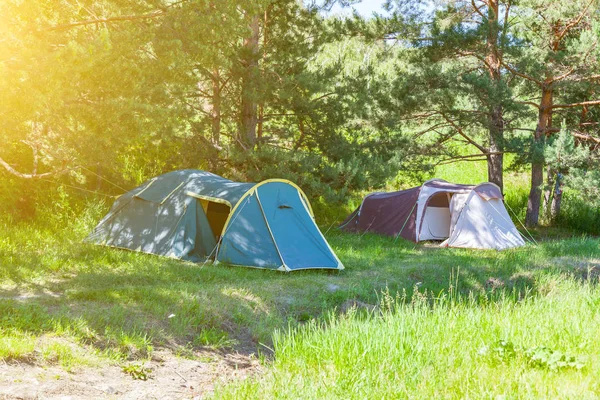 Tent camping in the shade of coniferous green trees on a sunny s