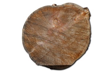 R ile yuvarlak bir kereste şeklinde bir ağacın bir günlük üzerinde yakın çekim