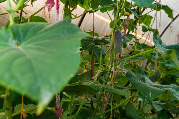 作物の間に温室で庭にぶら下がっている緑のキュウリ — ストック写真