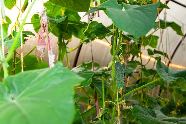 种植期间,温室里挂在花园里的绿黄瓜 — 图库照片