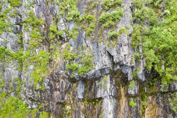 Close-up on a mountain with stones on which grow green shrubs an — Stock Photo, Image