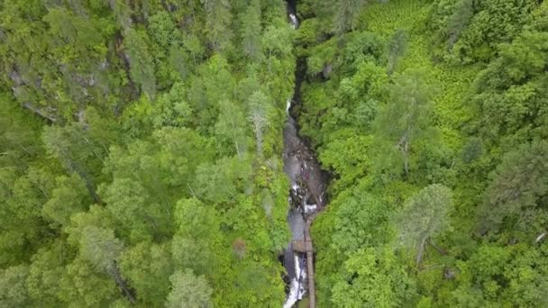 Aerial View Forest Lot Green Coniferous Trees Altai Mountains Stream — Stock Video