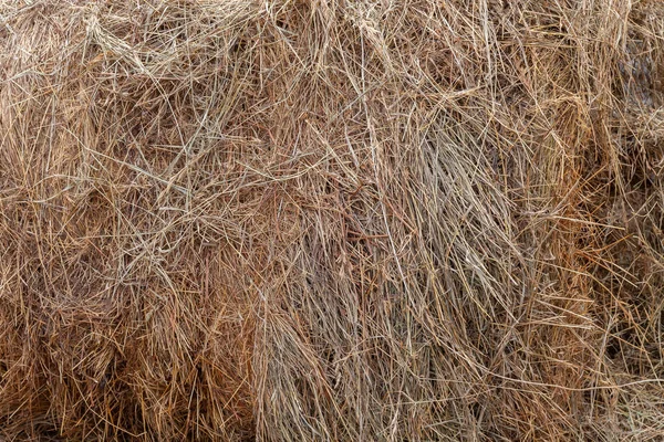 Fundo e textura de feno tecido amarelo de grama seca para ag — Fotografia de Stock