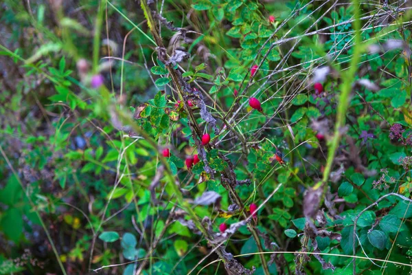 Close-up on a rosehip bush with red berries and green leaves. Na — Stock Photo, Image