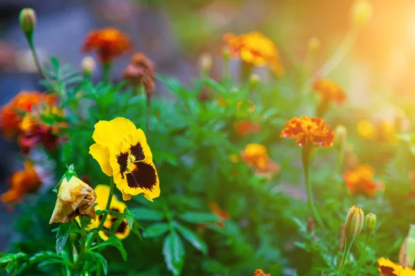 Close-up on a yellow pansy flower on a background of orange carn — Stock Photo, Image