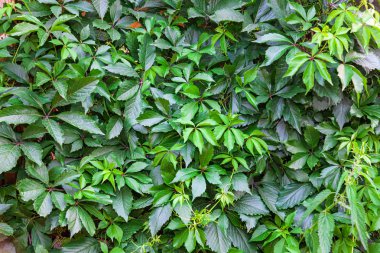 Arka plan ve ağaçlardan yeşil yaprakları ile bir duvarın doku