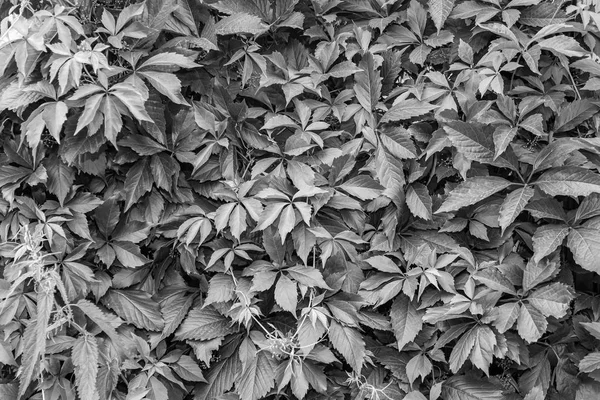 Background and texture of a wall with black and white leaves fro — Stock Photo, Image