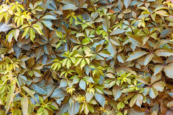 Background and texture of a wall with green and yellow leaves fr — Stock Photo, Image