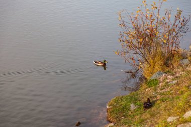 Gölün yanındaki yeşil çimlerin üzerinde küçük tüylü gri ördek. Wildli.