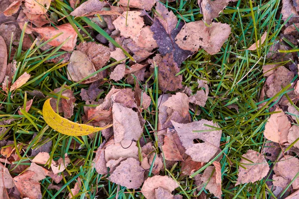 Autumn yellow and orange dry leaves of birch and trees on green — Stock Photo, Image