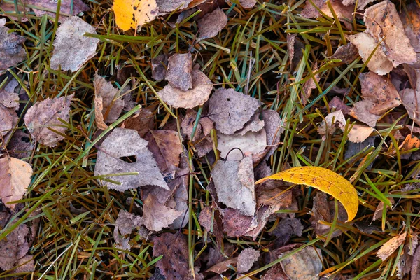 Autumn yellow and orange dry leaves of birch and trees on green — Stock Photo, Image