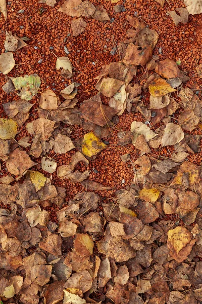 Muitas Folhas Caídas Amarelas Chão Pequenas Pedras Laranja Outono Durante — Fotografia de Stock