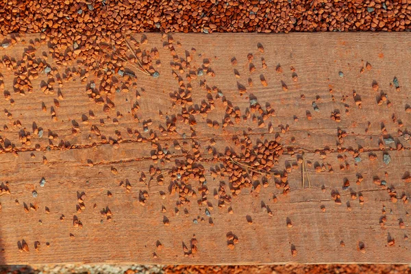 Pequenas pedras de escombros de cor laranja em uma tábua de madeira no — Fotografia de Stock