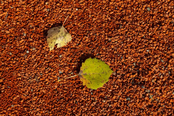 Duas folhas caídas amarelas no chão de pequenas pedras cor de laranja em — Fotografia de Stock